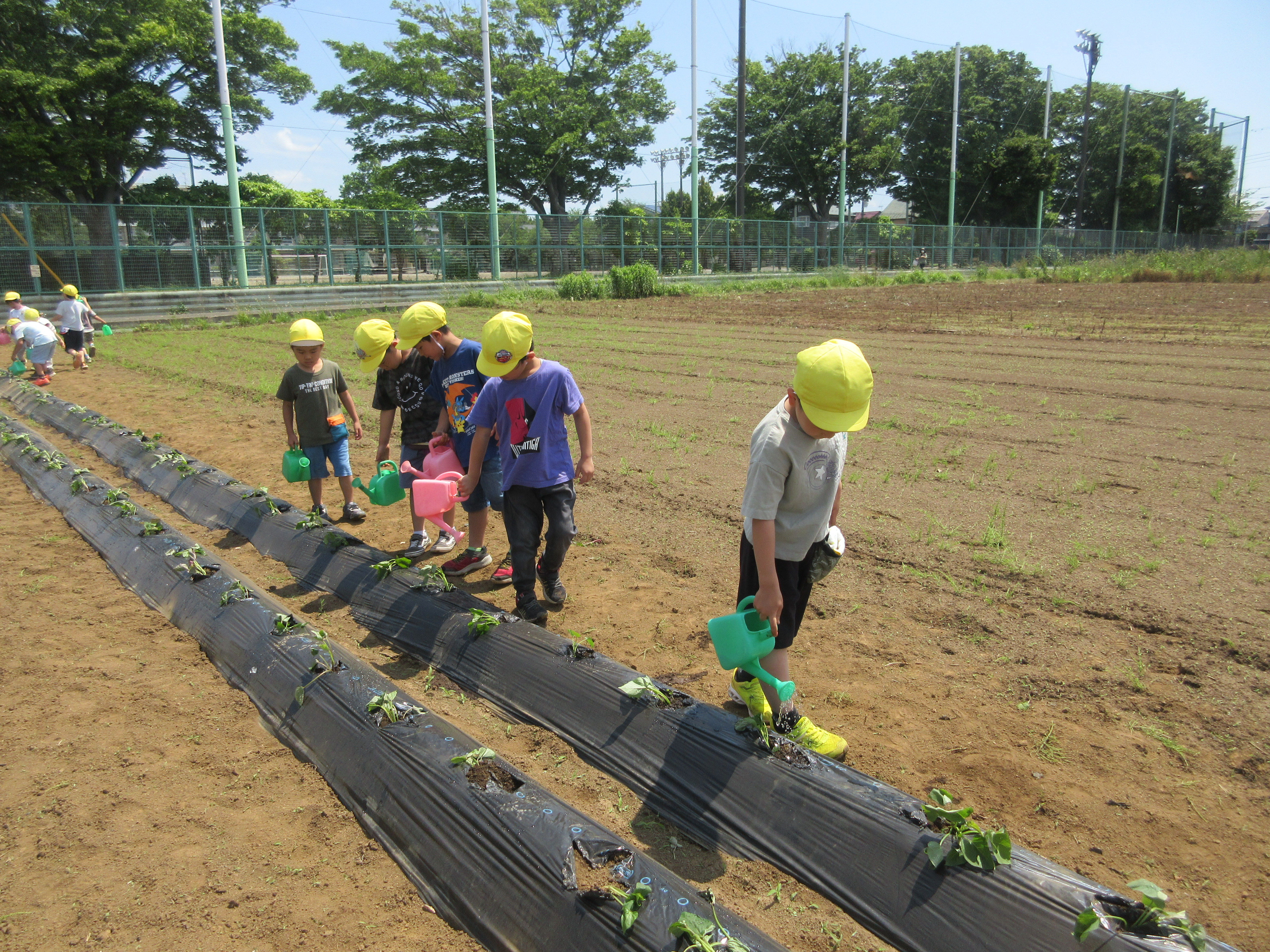 芋苗植え：年長組が最後の仕上げで、お水やり