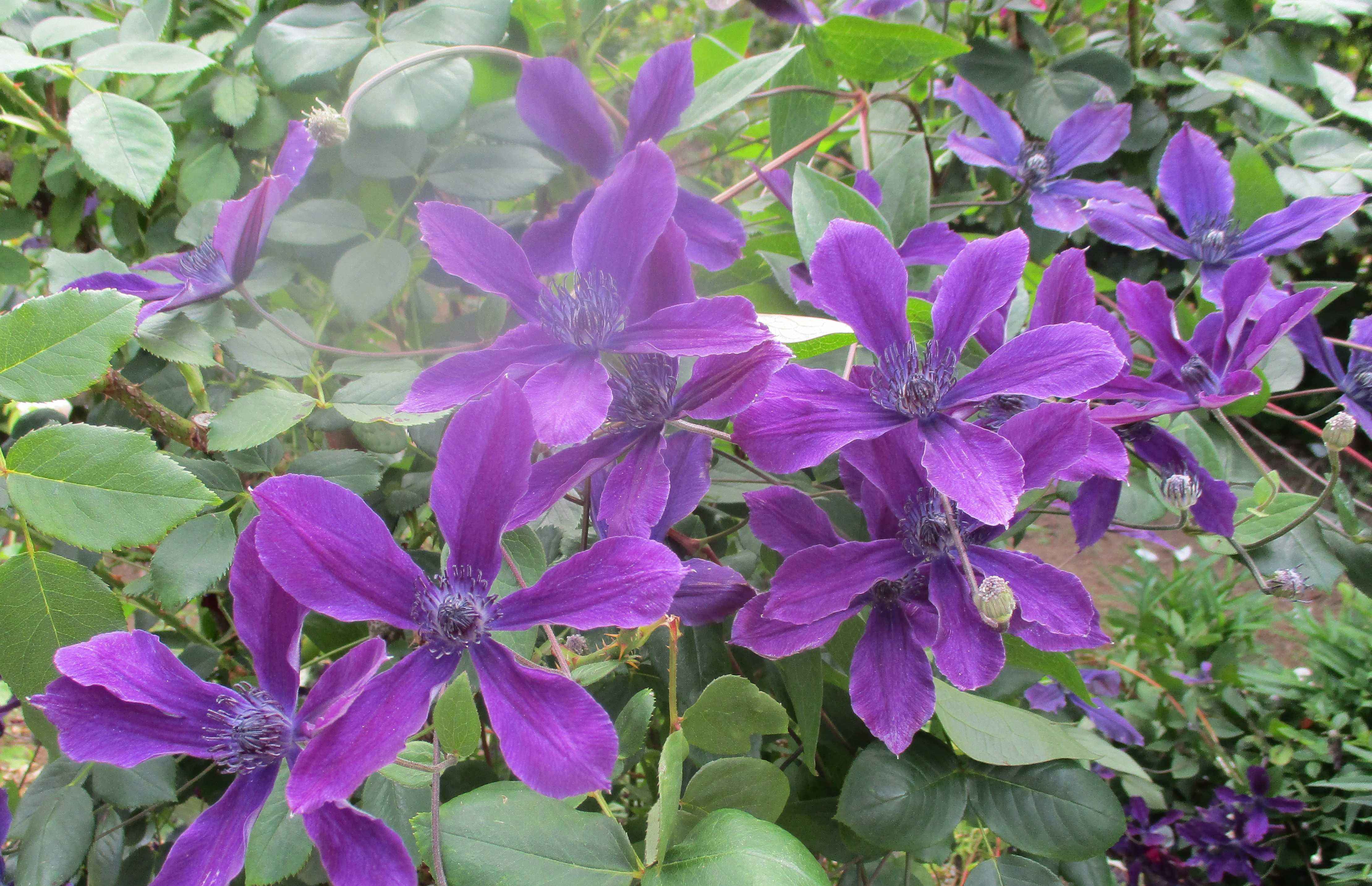 花菜ガーデン散策 – 平塚ふじみ園