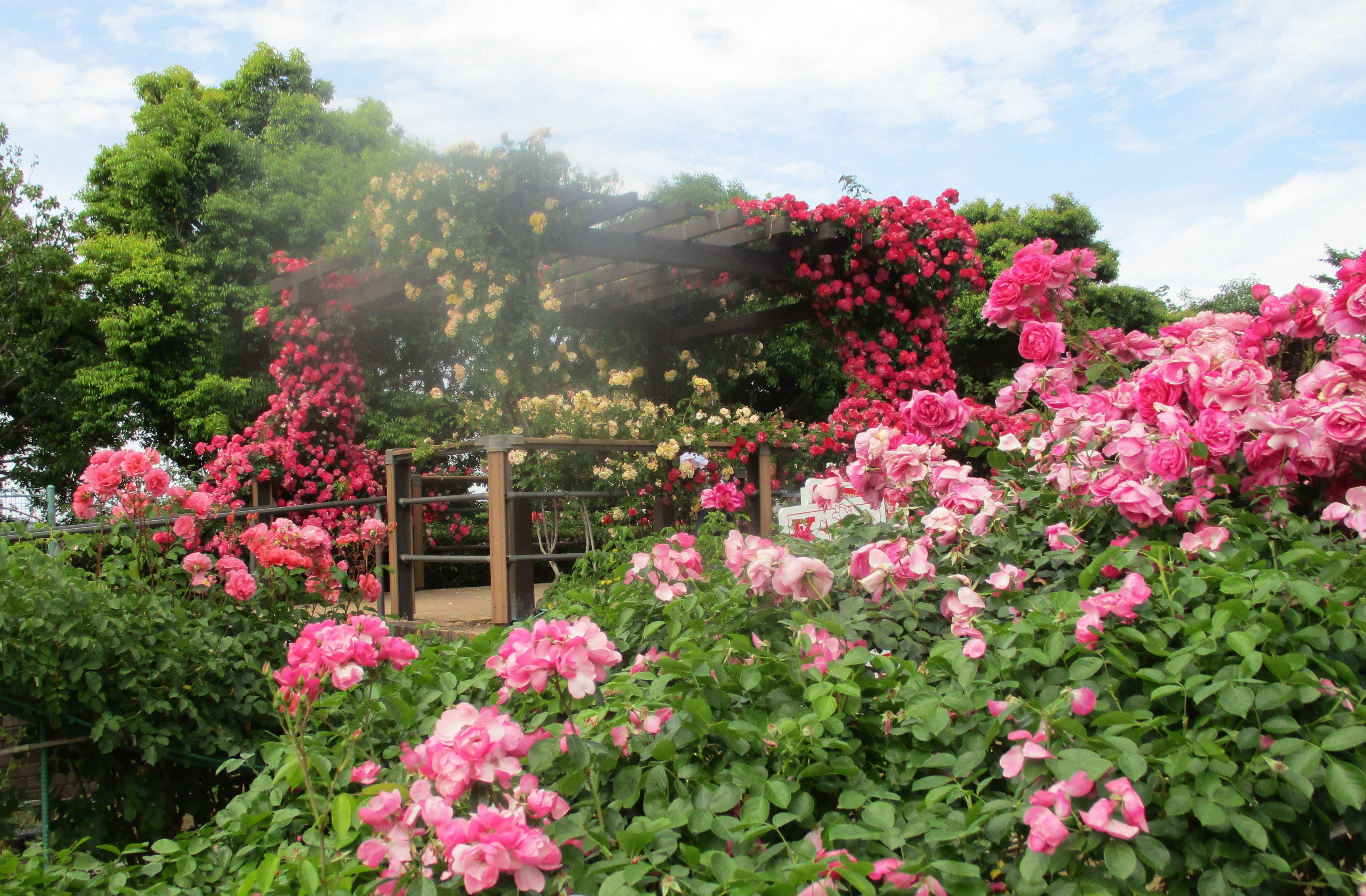 花菜ガーデン散策 – 平塚ふじみ園