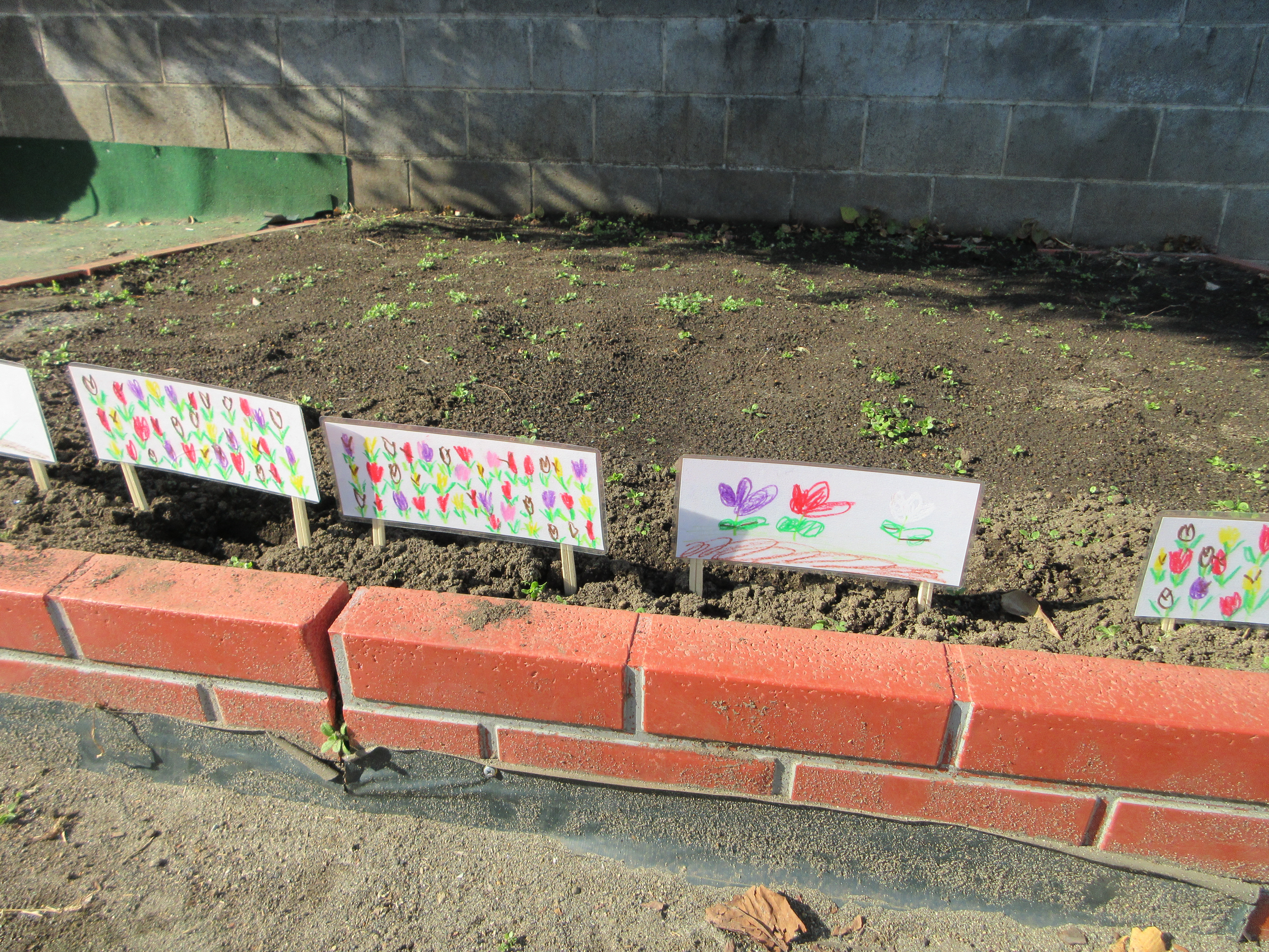 さつまいも収穫後は、お花を植えました♪