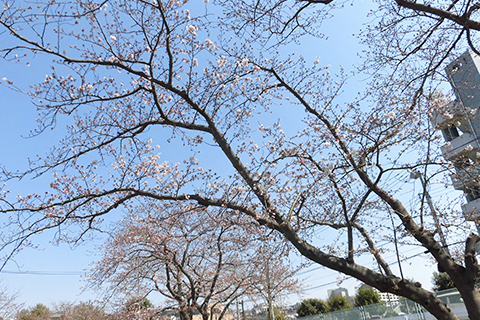 公園桜