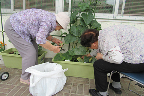 園芸部。花や野菜を丹精込めて育ててます。収穫した野菜は料理部へ